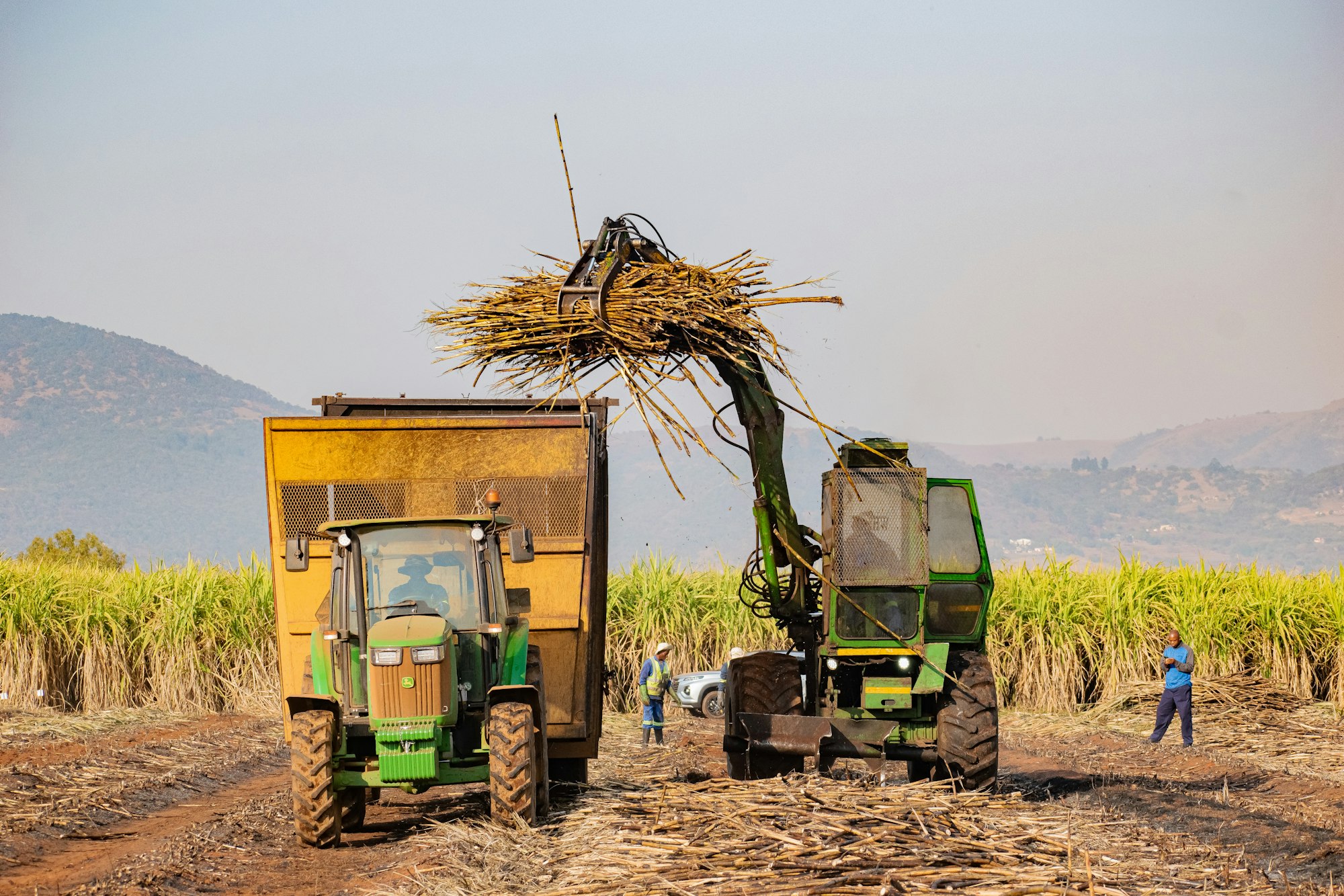 A sugarcane loader filling a tractor trailer with harvested cane