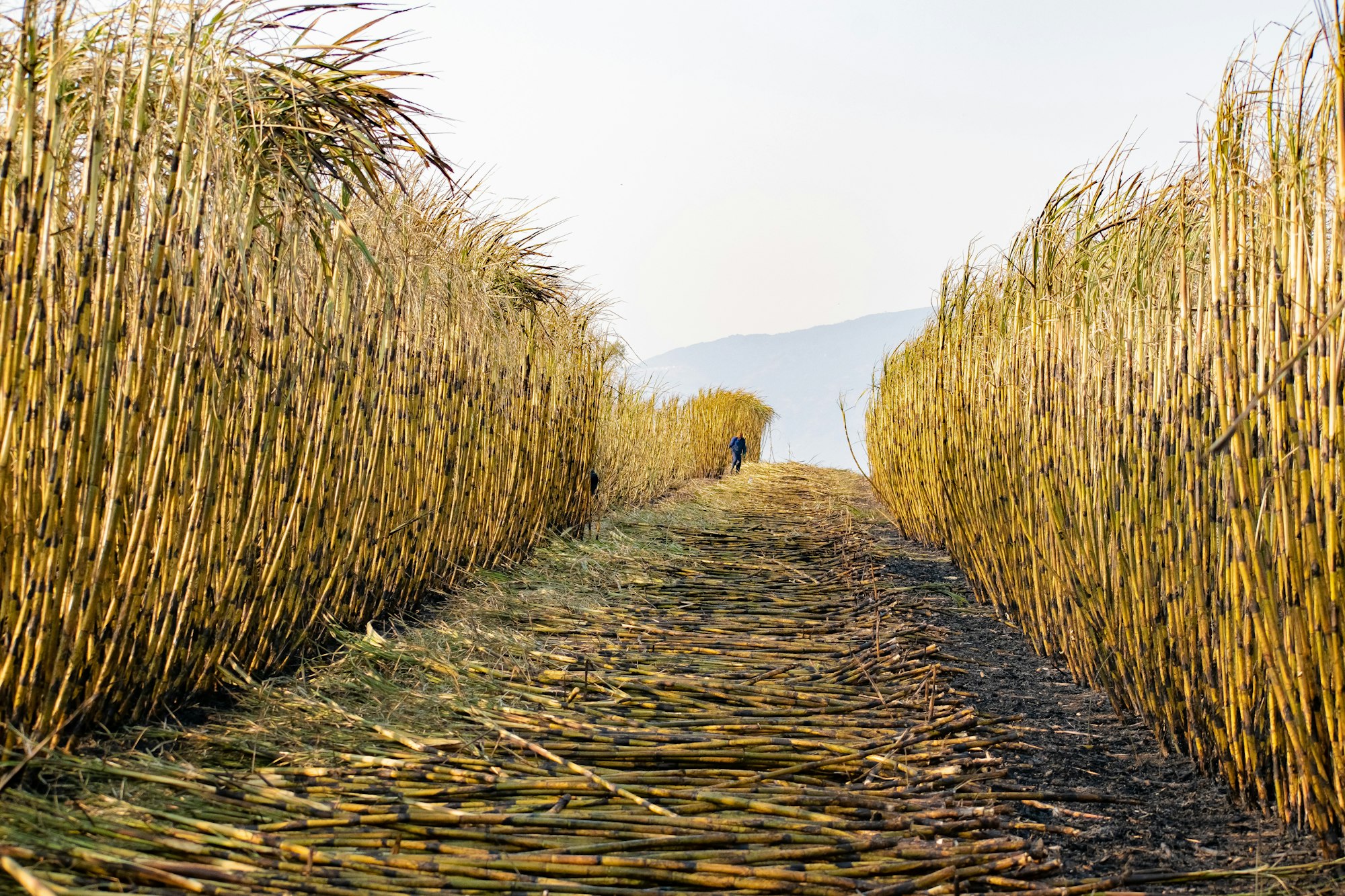 A person walking down a harvested row between tall stands of sugarcane