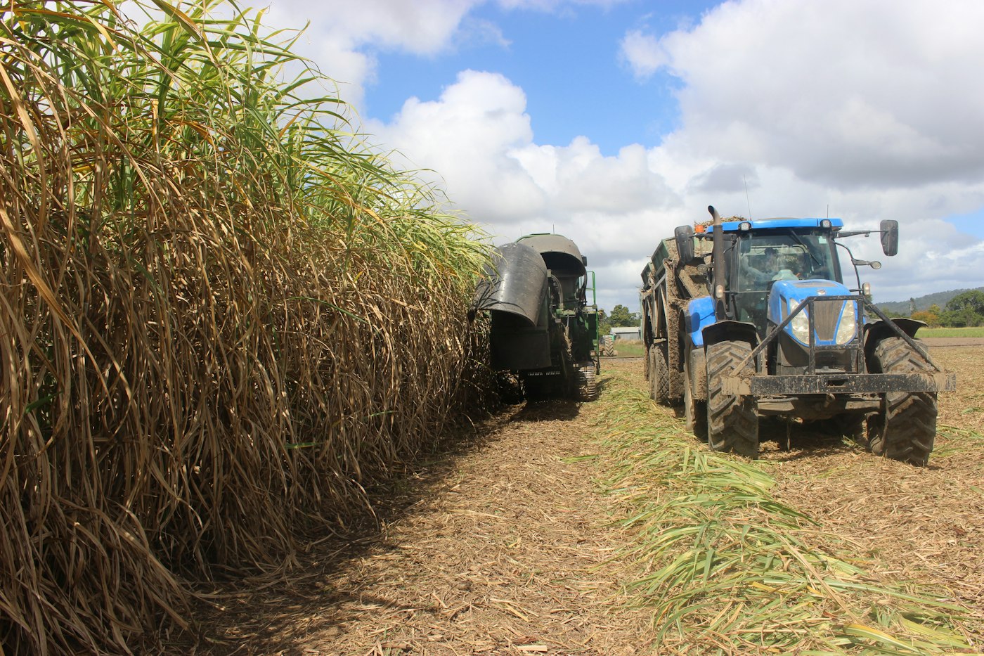 A tractor and cane wagon working beside a tall wall of sugarcane during harvest